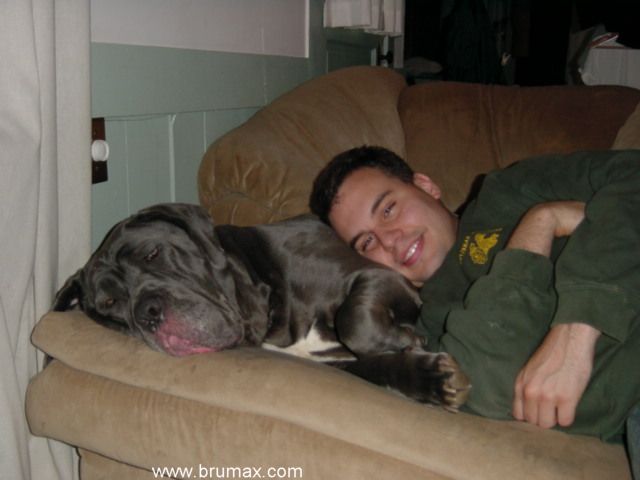 Neapolitan Mastiff sleeping