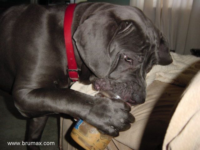 Neapolitan Mastiff eating