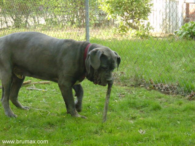 Neapolitan Mastiff stick