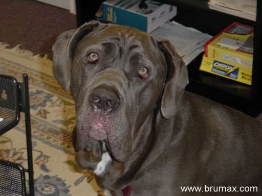 Neapolitan Mastiff