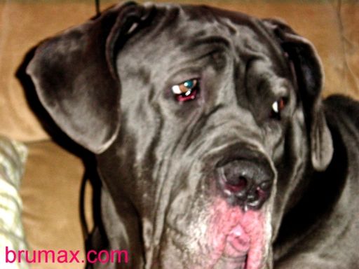 Neapolitan Mastiff nappy